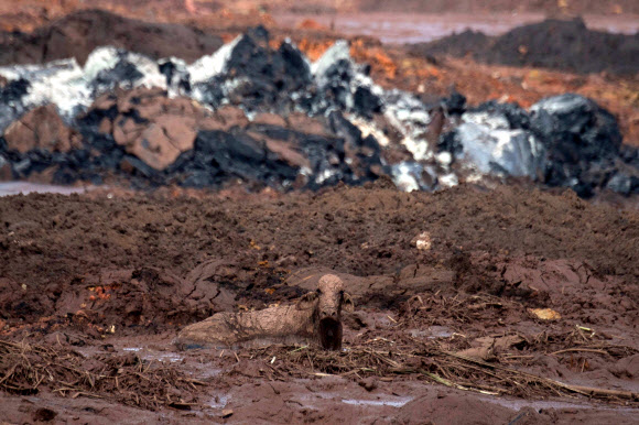 27일(현지시간) 브라질 남동부 미나스 제라이스주의 광산 댐 붕괴사고 현장의 모습. 미나스 제라이스주 재해 당국에 따르면 지난 25일 일어난 이번 사고로 지금까지 37명이 사망하고 280여 명의 실종자가 발생한 것으로 추정된다. AFP 연합뉴스