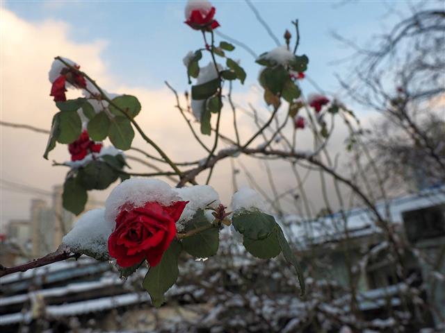 2015년 겨울, 대전