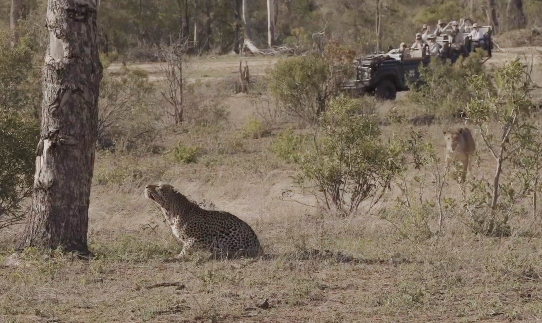 Londolozi Game Reserve 유튜브 채널 캡처.