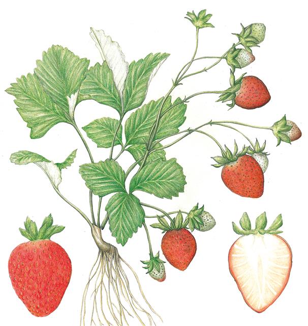 우리나라에서 육성한 딸기 ‘아리향’. 기존 딸기보다 크기가 1.5배 정도 크고 단단하다. 크기가 큰 만큼 달고 비타민 함량도 높다.
