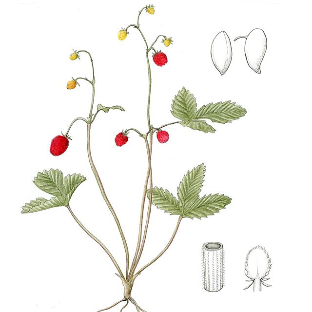 노르웨이 오슬로에서 주요 식용 작물로 선정한 야생 딸기.