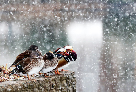 함박눈 맞는 원앙
