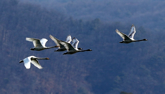 8일 오전 경기도 양평군 세미원 주변 팔당호에서 천연기념물 큰고니들이 비행하고 있다. 2019.2.8  연합뉴스