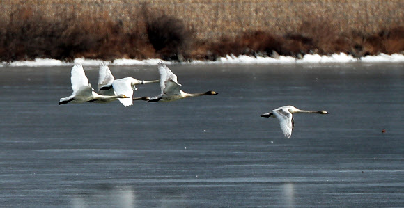 8일 오전 경기도 양평군 세미원 주변 팔당호에서 천연기념물 큰고니들이 비행하고 있다. 2019.2.8  연합뉴스