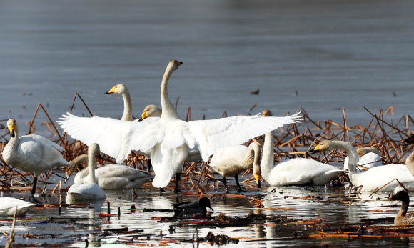8일 오전 경기도 양평군 세미원 주변 팔당호에서 천연기념물 큰고니들이 휴식을 취하고 있다. 2019.2.8  연합뉴스