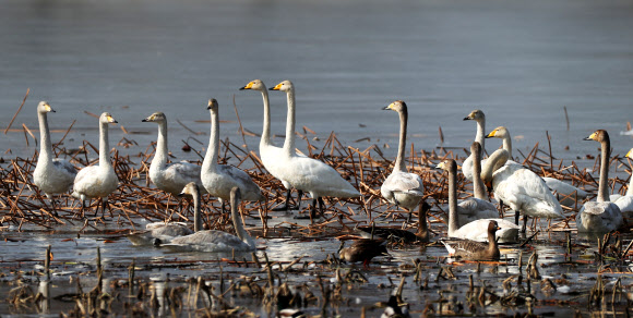 8일 오전 경기도 양평군 세미원 주변 팔당호에서 천연기념물 큰고니들이 휴식을 취하고 있다. 2019.2.8  연합뉴스