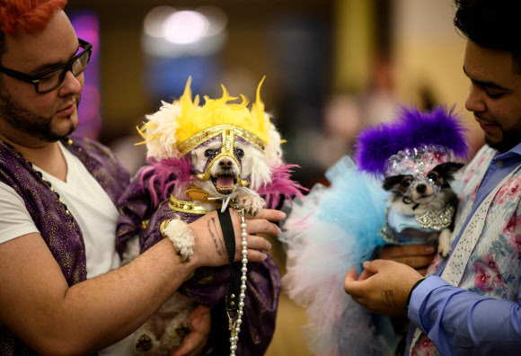 7일(현지시간) 미국 뉴욕에서 열린 ‘제16회 뉴욕 반려동물 패션쇼(New York Pet Fashion Show )’에서 화려한 의상을 걸친 반려견과 주인들이 무대 뒤에서 쇼를 기다리고 있다. AFP 연합뉴스