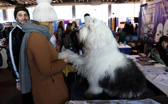 미국 컨넬클럽과 웨스트민스터 컨넬클럽이 주최한 애견 박람회 ‘Meet the Breeds’가 9일(현지시간) 미국 뉴욕의 피어 92&94 전시장에서 열린 가운데 박람회에 등장한 대형견들이 이목을 끌고 있다. AFP 연합뉴스