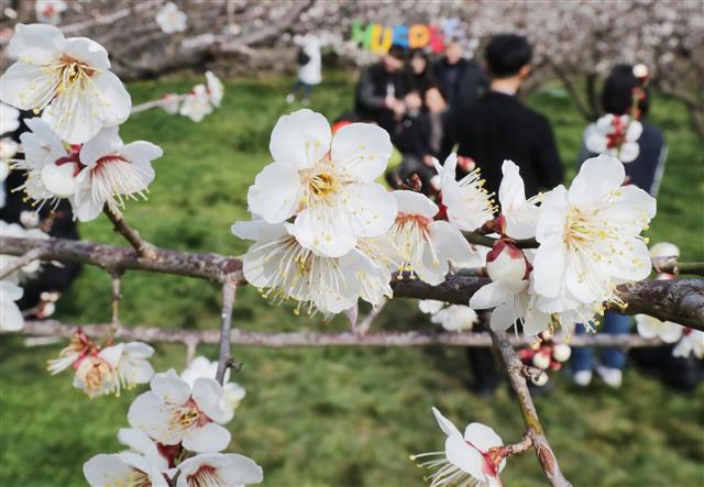 ‘매화축제 한창인 휴애리’