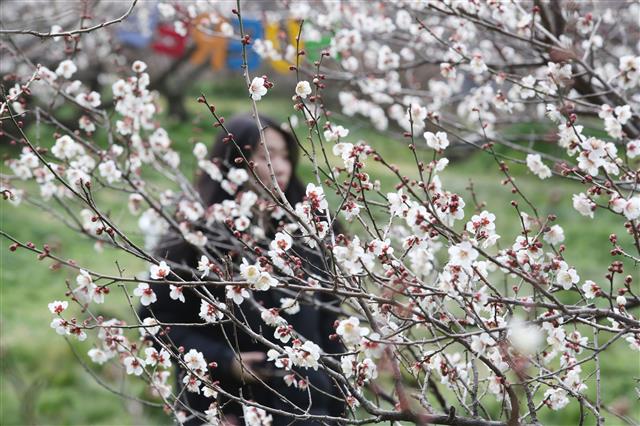 ‘활짝 핀 서귀포 매화’
