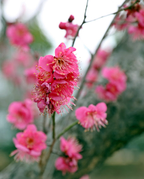 11일 전남 장흥군 하늘빛수목정원에 홍매화가 꽃망울을 터뜨려 눈길을 끌고 있다. 봄의 전령이라고 불리는 홍매화는 최근 포근한 날씨가 이어지자 봄을 재촉하는 듯 꽃을 피웠다. 2019.2.11  장흥군 제공