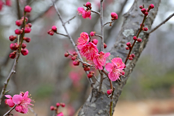 11일 전남 장흥군 하늘빛수목정원에 홍매화가 꽃망울을 터뜨려 눈길을 끌고 있다. 봄의 전령이라고 불리는 홍매화는 최근 포근한 날씨가 이어지자 봄을 재촉하는 듯 꽃을 피웠다. 2019.2.11  장흥군 제공