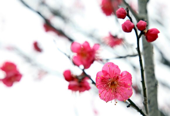 11일 전남 장흥군 하늘빛수목정원에 홍매화가 꽃망울을 터뜨려 눈길을 끌고 있다. 봄의 전령이라고 불리는 홍매화는 최근 포근한 날씨가 이어지자 봄을 재촉하는 듯 꽃을 피웠다. 2019.2.11  장흥군 제공