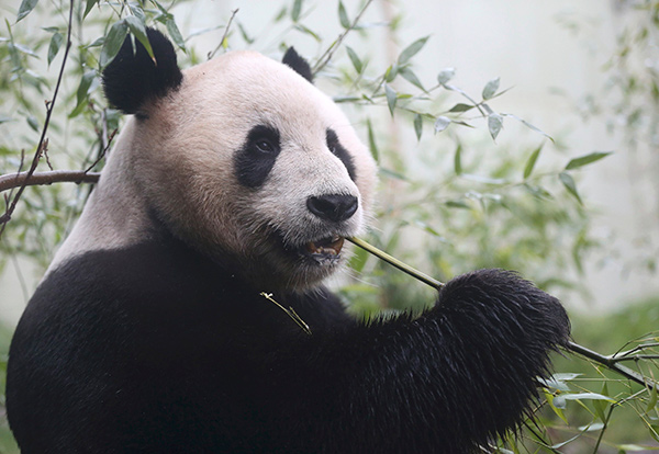 중국을 상징하는 동물인 판다는 대나무잎만 먹는다. 출처:바이두