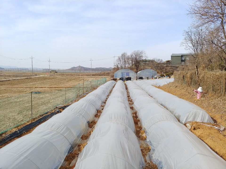 비닐하우스일대 농경지는 한국전쟁 이전까지 마근포구 마을의 중심지였다. 당시 주택 70여가구와 주막집이 4개나 있었다고 전해진다.