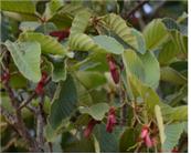 피부 미백과 주룸 개선 효과 성분이 확인된 캄보디아 야생식물인 디프테로카푸스 인트리카투스. 국립생물자원관 제공