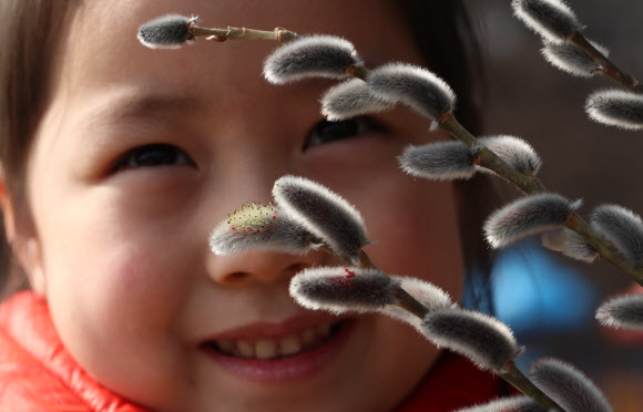 봄소식 전하는 버들강아지