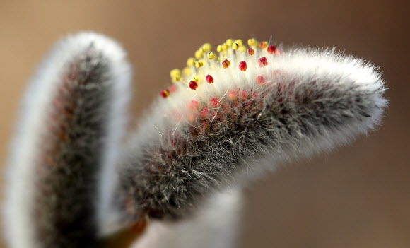 봄소식 전하는 버들강아지