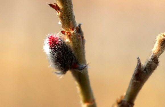 봄소식 전하는 버들강아지