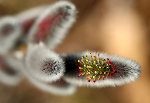 봄기운 머금은 버들강아지