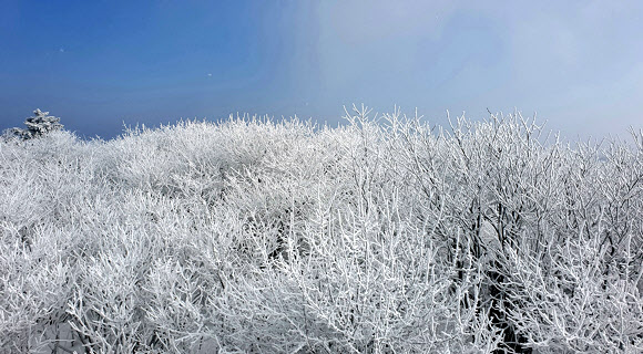 16일 태백산 정상 일대에 눈꽃이 활짝 폈다. 2019.2.16  태백시 제공