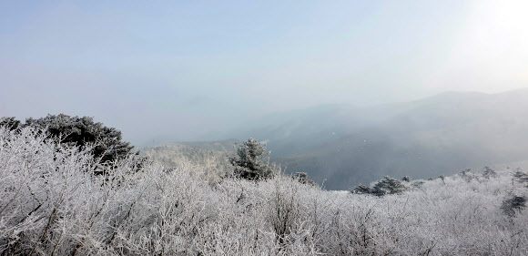 16일 태백산 정상 일대에 눈꽃이 활짝 폈다. 2019.2.16  태백시 제공
