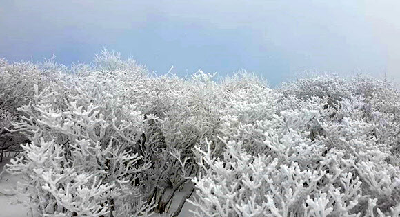 16일 태백산 정상 일대에 눈꽃이 활짝 폈다. 2019.2.16  태백시 제공