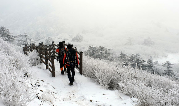 16일 태백산 정상 일대에 눈꽃이 활짝 폈다. 2019.2.16  태백시 제공