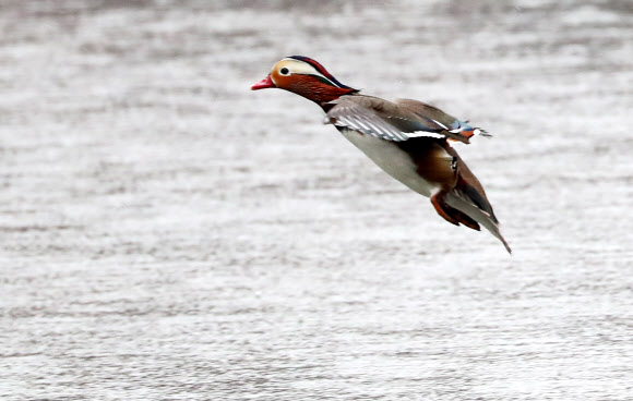 절기상 우수(雨水)이자, 정월 대보름인 19일 오전 광주 북구 전남대학교 연못에서 비가 내리는 가운데 원앙이 비행을 하고 있다. 2019.2.19  연합뉴스