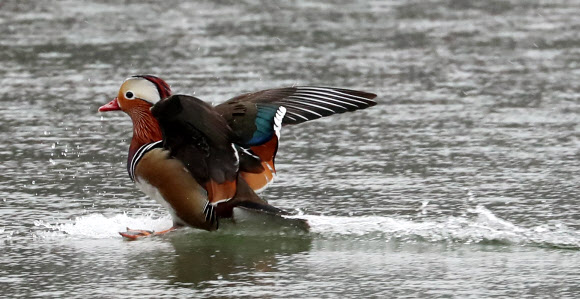 절기상 우수(雨水)이자, 정월 대보름인 19일 오전 광주 북구 전남대학교 연못에서 비가 내리는 가운데 원앙이 물 위로 안착하고 있다. 2019.2.19  연합뉴스