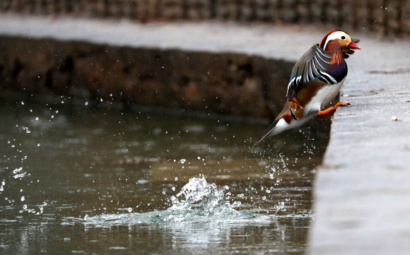 절기상 우수(雨水)이자, 정월 대보름인 19일 오전 광주 북구 전남대학교 연못가에서 비가 내리는 가운데 원앙이 비를 피하기 위해 이동하고 있다. 2019.2.19  연합뉴스