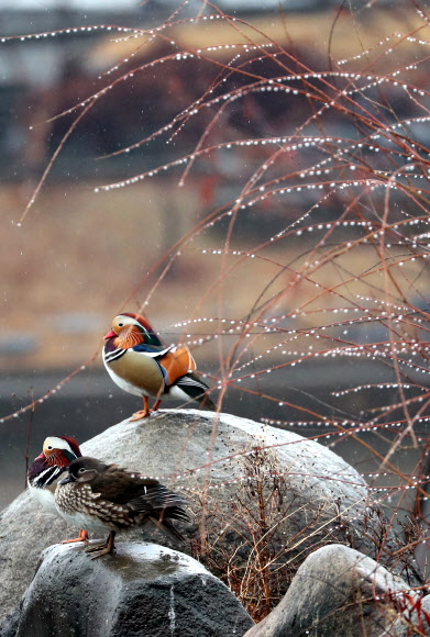 절기상 우수(雨水)이자, 정월 대보름인 19일 오전 광주 북구 전남대학교 연못에서 원앙이 비를 맞고 있다. 2019.2.19  연합뉴스