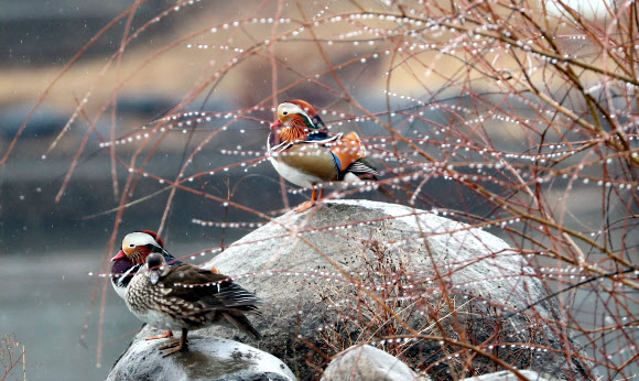 절기상 우수(雨水)이자, 정월 대보름인 19일 오전 광주 북구 전남대학교 연못에서 원앙이 비를 맞고 있다. 2019.2.19  연합뉴스