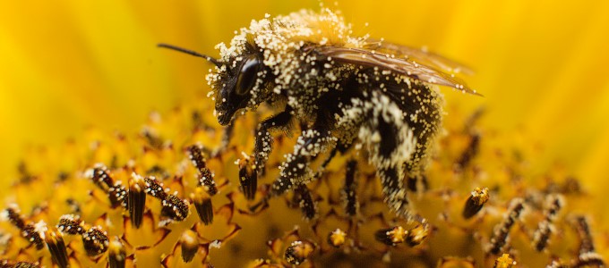해바라기의 꽃가루를 채취하는 꿀벌 로이터