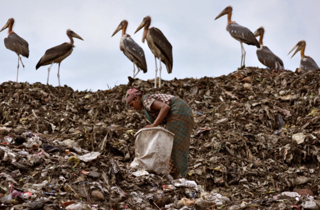쓰레기더미를 뒤지는 인도 여성과 새들 로이터 