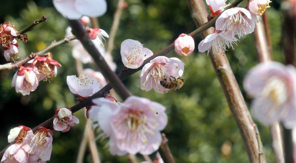 봄맞이 꿀 채집 나선 벌