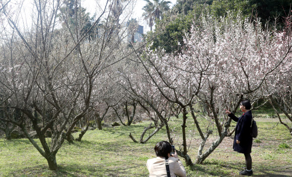 활짝 핀 제주의 봄