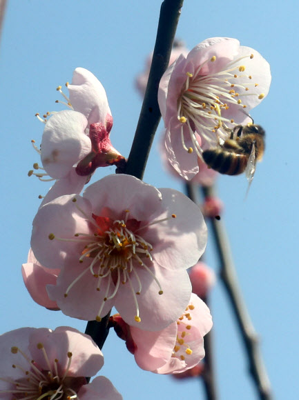 봄맞이 꿀 채집 나선 벌