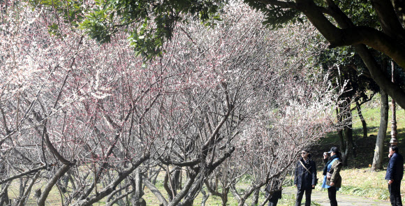 활짝 핀 제주의 봄