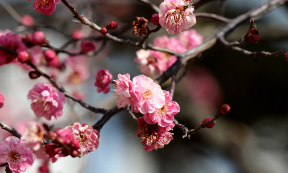 청주에 핀 홍매화