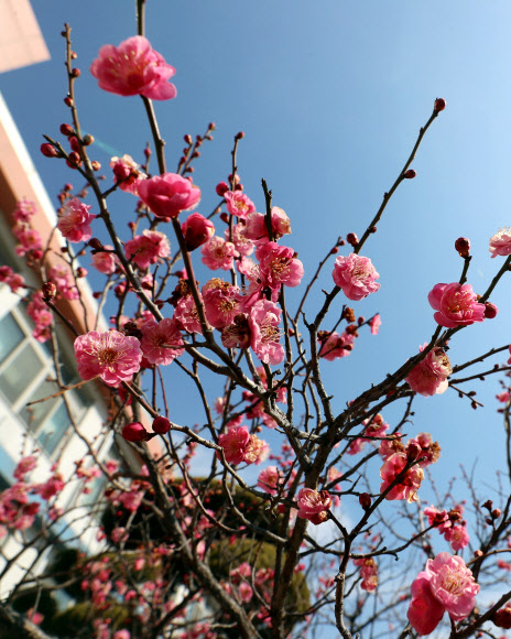 “봄소식 전해요”…청주에 핀 홍매화