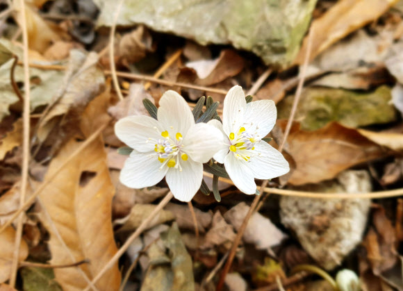 봄소식 알리는 무등산 변산바람꽃
