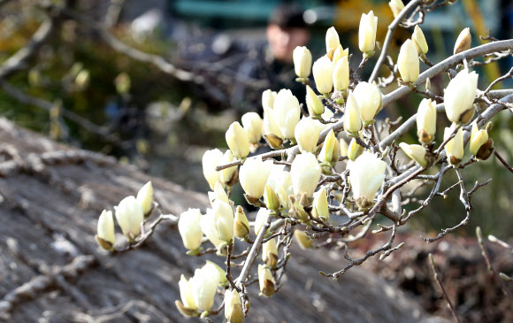 서귀포엔 목련이 ‘활짝’