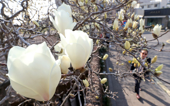 목련 활짝 핀 서귀포