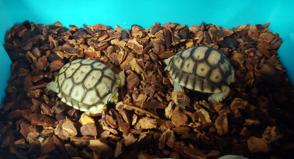 울산대공원 동물원은 멸종위기종인 설가타 육지거북 인공부화에 성공했다고 27일 밝혔다. 사진은 해당 설가타 육지거북. 2019.2.27  울산시설공단 제공