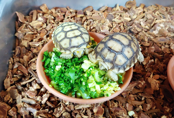 울산대공원 동물원은 멸종위기종인 설가타 육지거북 인공부화에 성공했다고 27일 밝혔다. 사진은 해당 설가타 육지거북. 2019.2.27  울산시설공단 제공