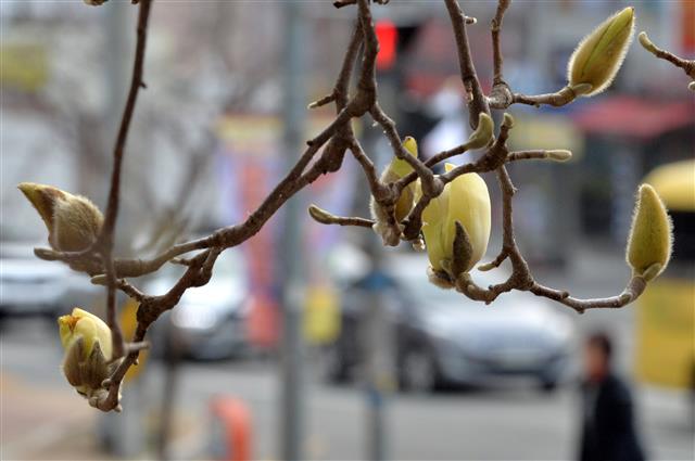 봄 기운이 완연한 27일 오전 경북 포항시 북구 환여동 아파트 단지 화단에 심어진 목련이 꽃망울을 터뜨리고 있다.2019.2.27 뉴스1