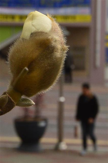봄 기운이 완연한 27일 오전 경북 포항시 북구 환여동 아파트 단지 화단에 심어진 목련이 겨울 옷을 벗고 봄옷으로 갈아입고 있다.2019.2.27 뉴스1