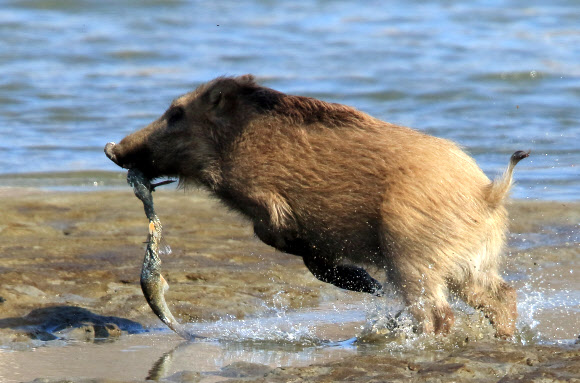 강가로 나온 멧돼지