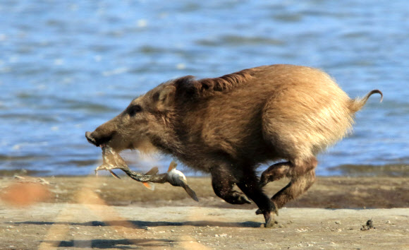 숭어 물고 달리는 멧돼지